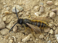 Dasyscolia ciliata