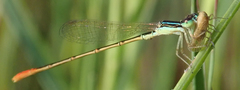 Agriocnemis exilis
