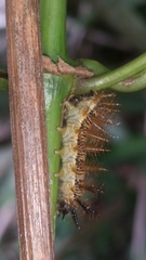 Insecta