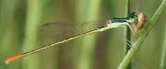 Agriocnemis exilis