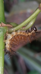 Insecta