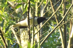 Cyanocorax cristatellus