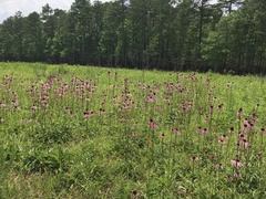 Echinacea laevigata