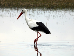 Ciconia ciconia