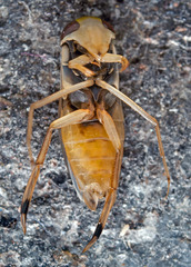 Callicorixa praeusta