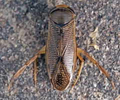 Callicorixa praeusta