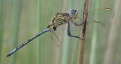 Orthetrum icteromelas