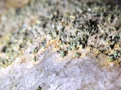 Image of Calicium melanophaeum