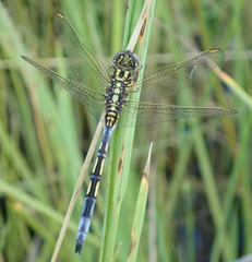 Orthetrum icteromelas