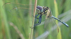 Orthetrum icteromelas