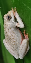 Marbled Reed Frog photo 4