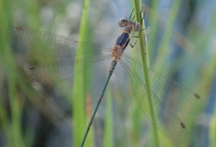 Lestes pinheyi
