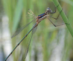 Lestes pinheyi