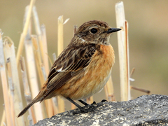 Saxicola rubicola
