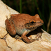 Copland's Rock Frog - Photo (c) Travis W. Reeder, some rights reserved (CC BY-NC), uploaded by Travis W. Reeder
