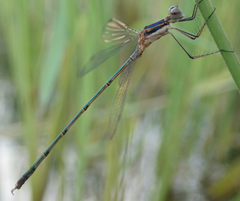 Lestes pinheyi