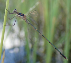 Lestes pinheyi