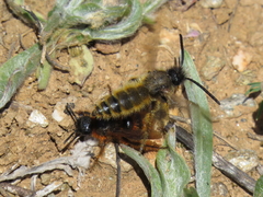 Dasyscolia ciliata