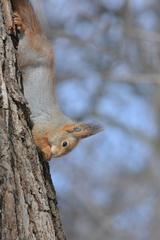 Sciurus vulgaris