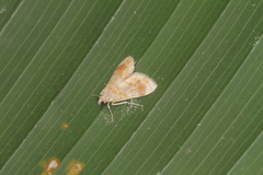 Lamprosema excurvalis