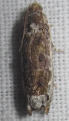 Proteoteras naracana