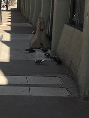 Columba livia domestica
