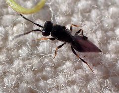 Trichosteresis glabra