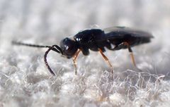 Trichosteresis glabra