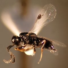 Trichosteresis glabra