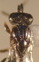 Trichosteresis glabra