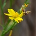 Gutierrezia texana - Photo (c) Suzette Rogers, μερικά δικαιώματα διατηρούνται (CC BY-NC), uploaded by Suzette Rogers