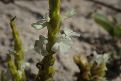 Striga gesnerioides image