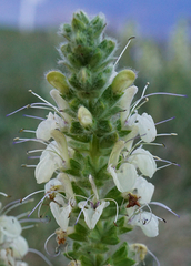 Salvia austriaca