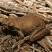 Rockhole Frog - Photo (c) Travis W. Reeder, some rights reserved (CC BY-NC), uploaded by Travis W. Reeder