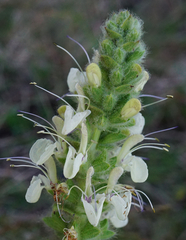 Salvia austriaca