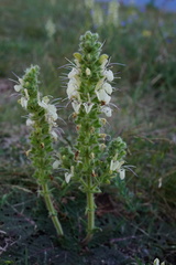 Salvia austriaca