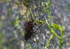 Sphaeroceroidea
