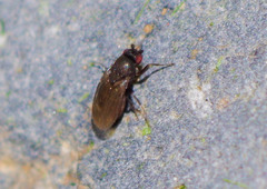 Sphaeroceroidea