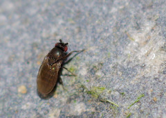 Sphaeroceroidea