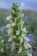 Salvia austriaca