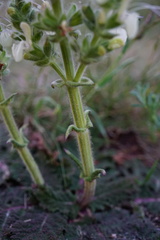Salvia austriaca