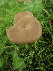 Entoloma clypeatum