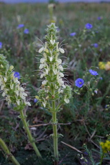 Salvia austriaca