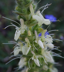 Salvia austriaca