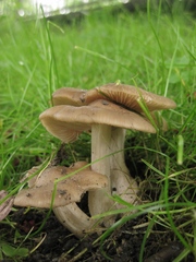 Entoloma clypeatum