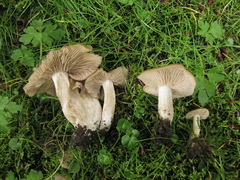 Entoloma clypeatum