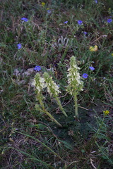 Salvia austriaca