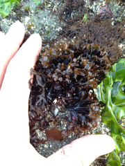 Mazzaella affinis