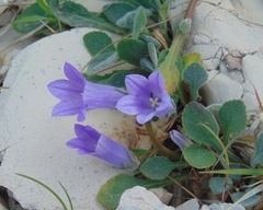 Campanula scopelia