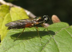 Sargus bipunctatus